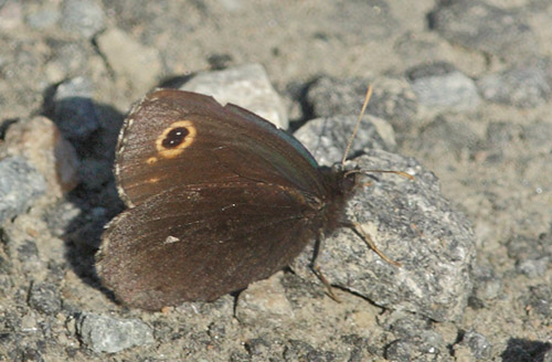 Mosebjergrandje, Erebia embla. Droppmyren Bograngen, Sdra Finnskoga, Vrmland, Sverige d. 15 juni 2020. Fotograf; Lars Andersen