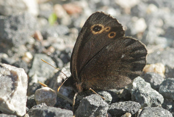 Mosebjergrandøje, Erebia embla. Droppmyren Bograngen, Södra Finnskoga, Värmland, Sverige d. 15 juni 2020. Fotograf; Lars Andersen