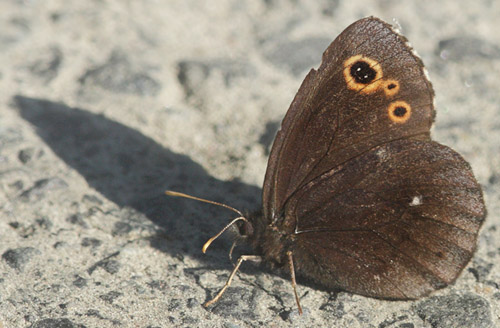 Mosebjergrandje, Erebia embla. Droppmyren Bograngen, Sdra Finnskoga, Vrmland, Sverige d. 15 juni 2020. Fotograf; Lars Andersen