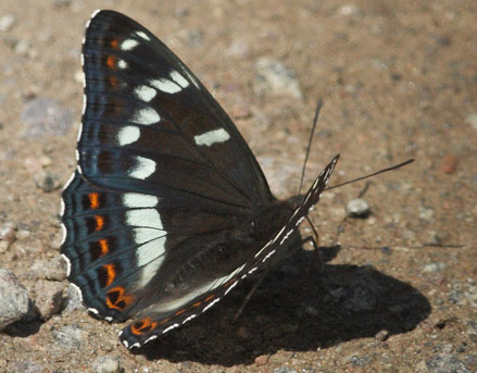 Poppelsommerfugl, Limenitis populi han. Allgunnen Naturreservat, Småland, Sverige d. 30 juni 2020. Fotograf; Lars Andersen