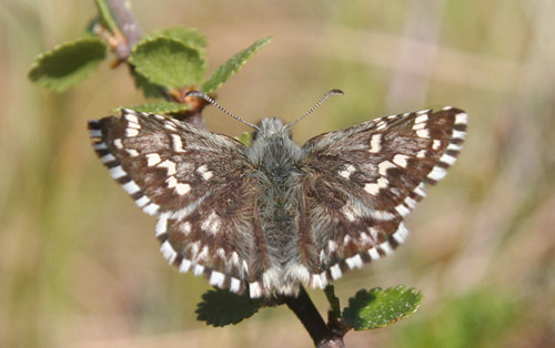 Multebrbredpande, Pyrgus centaureae. Jrpliden, myr, Sdra Finnskoga, Vrmland, Sverige d. 15 juni 2020. Fotograf; Erling Krabbe