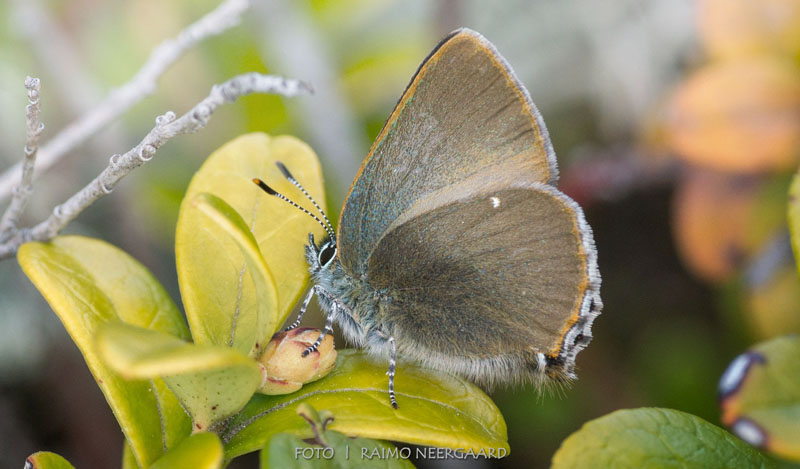 Grnsnabbvinge, Callophrys rubi ssp. nordlandica (Strand, 1901). Vrmland, Sverige d. 18 maj 2020. Fotograf; Raimo Neergaard