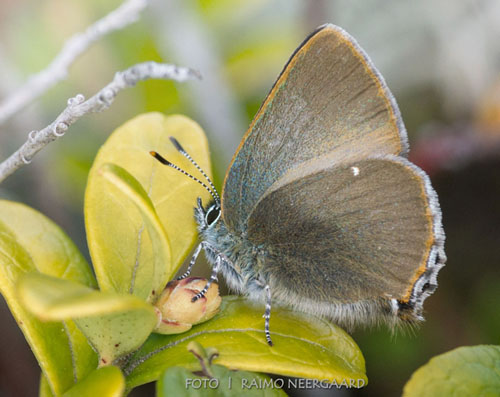 Grnsnabbvinge, Callophrys rubi ssp. nordlandica (Strand, 1901). Vrmland, Sverige d. 18 maj 2020. Fotograf; Raimo Neergaard