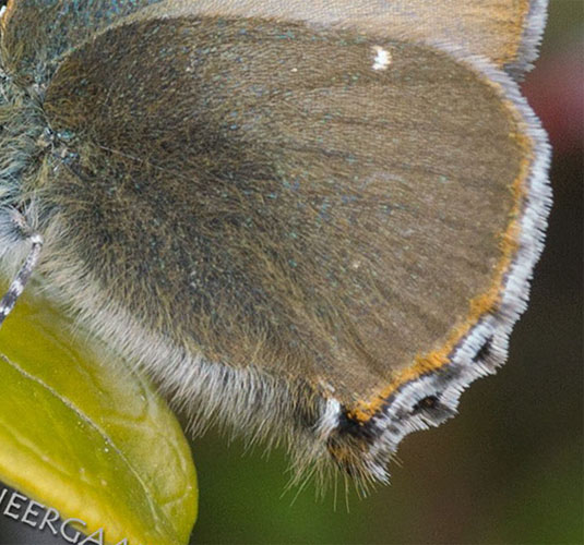 Grnsnabbvinge, Callophrys rubi ssp. nordlandica (Strand, 1901). Vrmland, Sverige d. 18 maj 2020. Fotograf; Raimo Neergaard