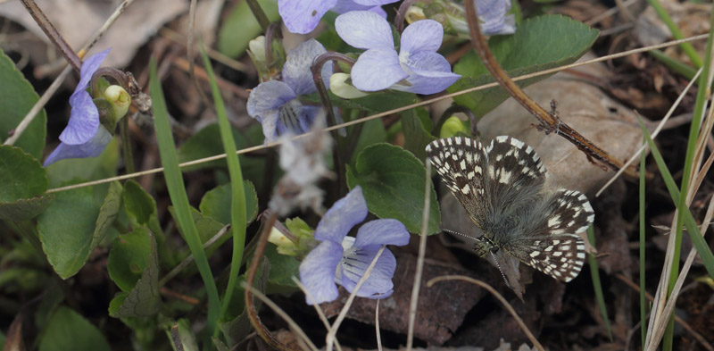 Spttet Bredpande, Pyrgus malvae han. Hammar Rdmosse, Lindesberg, Vstmanland, Sverige d. 20 maj 2020. Fotograf; Lars Andersen