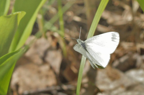 Skovhvidvinge, Leptidea sinapis hun. Hammar Rdmosse, Lindesberg, Vstmanland, Sverige d. 21 maj 2020. Fotograf; Lars Andersen