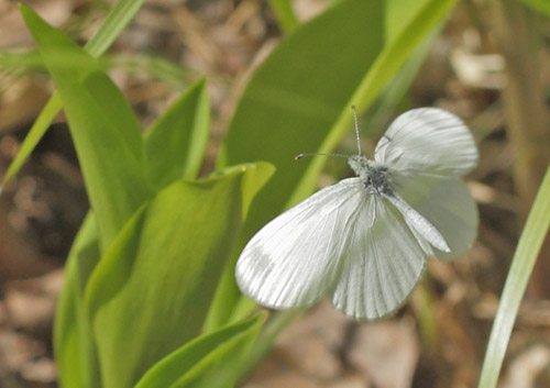 Skovhvidvinge, Leptidea sinapis hun. Hammar Rdmosse, Lindesberg, Vstmanland, Sverige d. 21 maj 2020. Fotograf; Lars Andersen