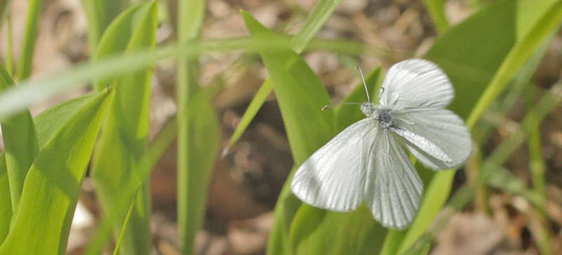 Skovhvidvinge, Leptidea sinapis hun. Hammar Rdmosse, Lindesberg, Vstmanland, Sverige d. 21 maj 2020. Fotograf; Lars Andersen