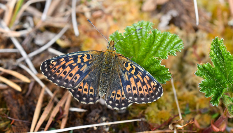Prydlig Prlemorfjril, Boloria euphrosyne. Msslingen, Hrjedalen, Sverige d. 17 juni 2020. Fotograf; John Vergo