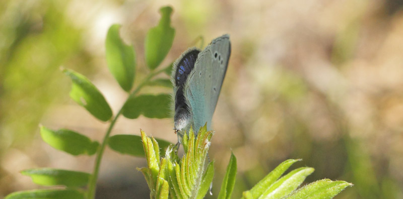 Klverblfugl, Glaucopsyche alexis hun der lgger g p Musevikke, Vicia cracca. Hanns, sydlig stergtland, Sverige d. 22 maj 2020. Fotograf; Lars Andersen