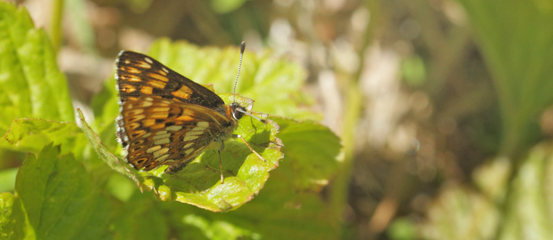 Terningsommerfugl, Hamearis lucina han. Hanns, sydlig stergtland, Sverige d. 22 maj 2020. Fotograf; Lars Andersen