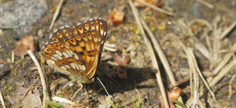 Terningsommerfugl, Hamearis lucina han. Hanns, sydlig stergtland, Sverige d. 22 maj 2020. Fotograf; Lars Andersen