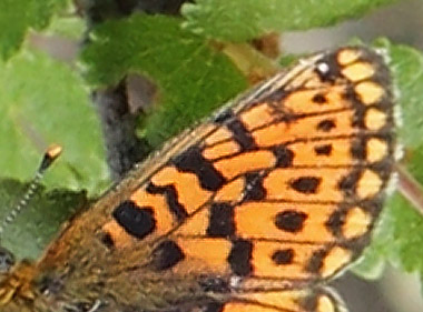 Prydlig Prlemorfjril, Boloria euphrosyne. Messlingen, Hrjedalen, Sverige d. 18 juni 2020. Fotograf; Lars Andersen