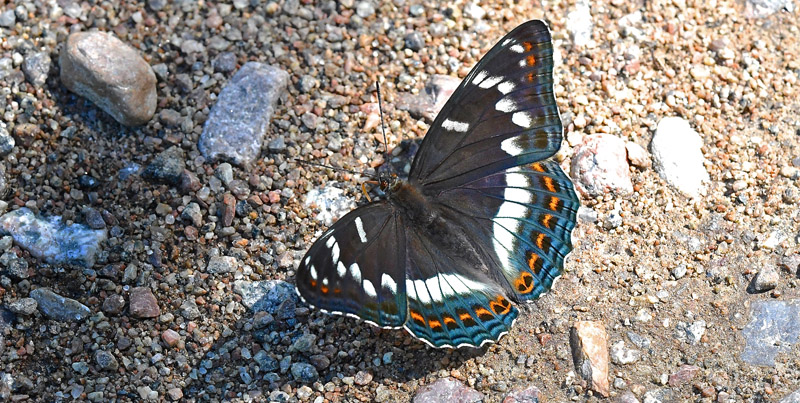Poppelsommerfugl, Limenitis populi han. Allgunnen Naturreservat, Småland, Sverige d. 30 juni 2020. Fotograf; John Vergo
