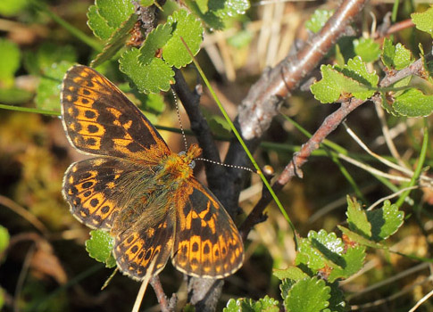 Prydlig Prlemorfjril, Boloria euphrosyne. Messlingen, Hrjedalen, Sverige d. 18 juni 2020. Fotograf; Lars Andersen