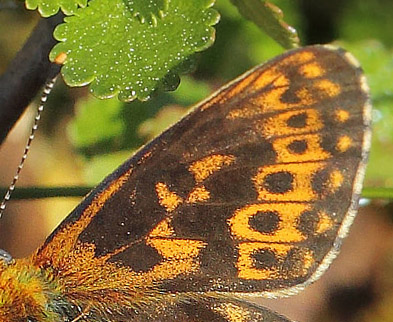 Prydlig Prlemorfjril, Boloria euphrosyne. Messlingen, Hrjedalen, Sverige d. 18 juni 2020. Fotograf; Lars Andersen