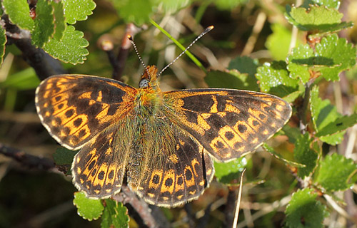 Prydlig Prlemorfjril, Boloria euphrosyne. Messlingen, Hrjedalen, Sverige d. 18 juni 2020. Fotograf; Lars Andersen