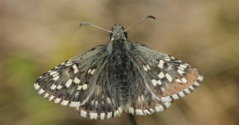 Multebrbredpande, Pyrgus centaureae (Rambur, 1839). Msslingen, Hrjedalen, Sverige d. 18 juni 2020. Fotograf; Lars Andersen