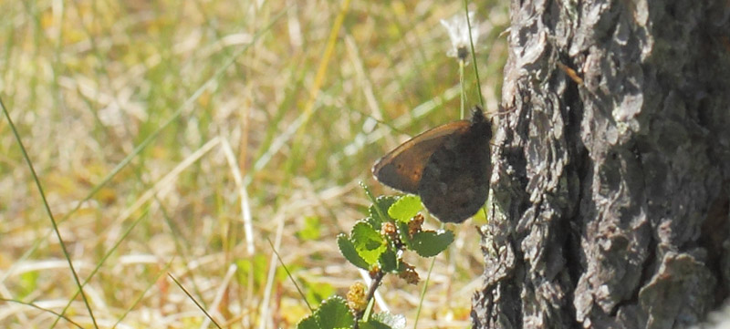 Baltisk Randøje, Oeneis jutta han. Tännäs, Härjedalen, Sverige d. 19 juni 2020. Fotograf; Lars Andersen