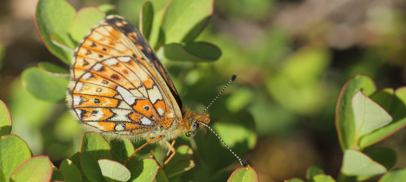 Prydlig Prlemorfjril, Boloria euphrosyne. Tnns, Hrjedalen, Sverige d. 19 juni 2020. Fotograf; Lars Andersen