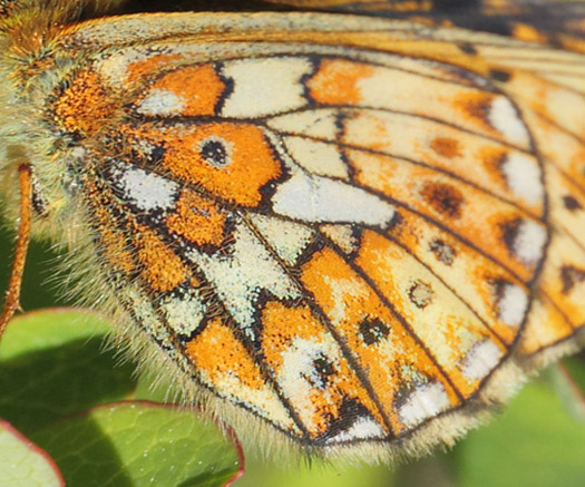 Prydlig Prlemorfjril, Boloria euphrosyne. Tnns, Hrjedalen, Sverige d. 19 juni 2020. Fotograf; Lars Andersen