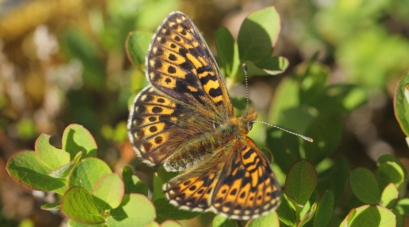 Prydlig Prlemorfjril, Boloria euphrosyne. Tnns, Hrjedalen, Sverige d. 19 juni 2020. Fotograf; Lars Andersen