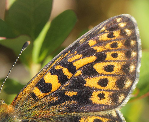 Prydlig Prlemorfjril, Boloria euphrosyne. Tnns, Hrjedalen, Sverige d. 19 juni 2020. Fotograf; Lars Andersen