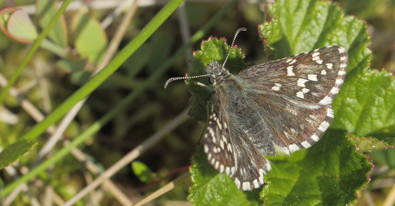 Multebrbredpande, Pyrgus centaureae (Rambur, 1839). Kvarnberg, Dalarna, Sverige d. 19 juni 2020. Fotograf; Lars Andersen