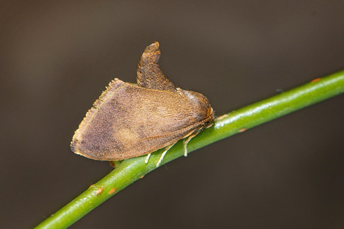 Mindre Snigelspinnare,, Heterogenea asella. Öland, Sverige d. 12 juli 2020. Fotograf; Håkan Johansson