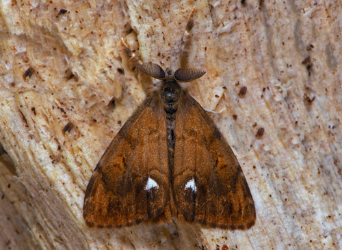 Aprikostofsspinnare, Orgyia antiqua han. Hallandss, sdra Halland, Sverige d. 6 september 2020. Fotograf; Hkan Johansson