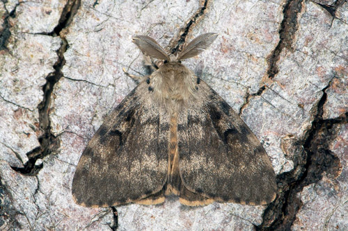 Lvskogsnunna, Lymantria dispar han. land, Sverige d. 30 juli 2020. Fotograf; Hkan Johansson