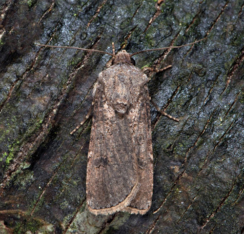Sädesbroddfly / Agerugle, Agrotis segetum. Nordvästra Skåne, Sverige d. 10 september 2020. Fotograf; Håkan Johansson
