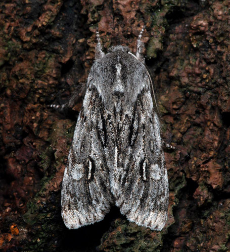 Vrtaggfly, Brachionycha nubeculosa. Nordvstra Skne. Sverige d. 28 marts 2020. Fotograf; Hkan Johansson