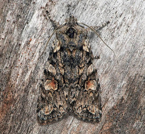 Altrfly / Elle-Stenugle, Lithophane consocia. Dalarna, Sverige medio september 2020. Fotograf; Hkan Johansson