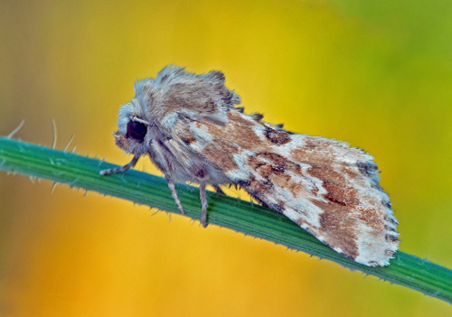 Ockragult ängsfly / Blomster-Stængelugle, Eremobia ochroleuca. Öland, Sverige juli 2020. Fotograf; Håkan Johansson