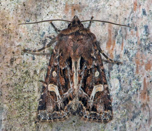 Svartvitt kärrfly / Sivstråugle, Celaena haworthii. Södra Halland, Sverige d. 10 september 2020 . Fotograf; Håkan Johansson