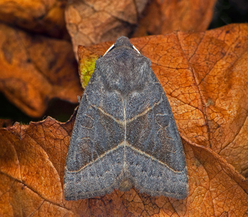 Krypvidefly / Pilehedeugle, Mesogona oxalina,. Halland, Sverige september 2020. Fotograf; Håkan Johansson
