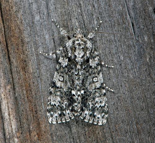 Syraftonfly / Syreugle, Acronicta rumicis.. stra Smland, Sverige d. 13 juni 2020. Fotograf; Hkan Johansson