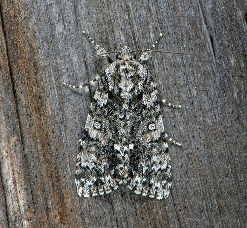 Syraftonfly / Syreugle, Acronicta rumicis.. stra Smland, Sverige d. 13 juni 2020. Fotograf; Hkan Johansson