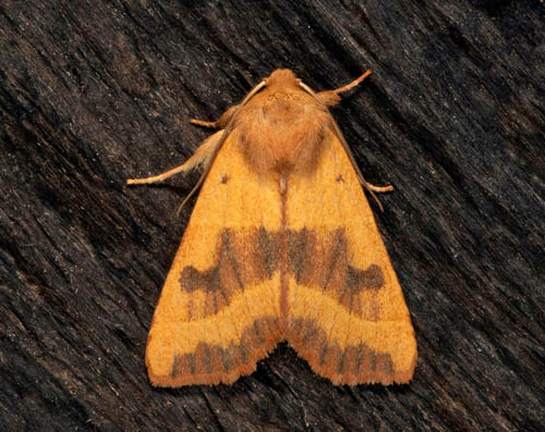 Tvrbandat Gulvingfly / Aske-Septemberugle, Atethmia centrago. Nordvstra Skne, Sverige d. 18 august 2020. Fotograf; Hkan Johansson