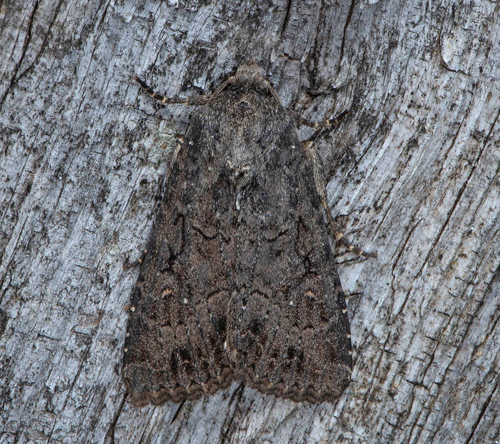 Jordgrått ängsfly / Bjælke-Stængelugle, Apamea oblonga. Alvar, Öland, Sverige d. 16 juli 2020. Fotograf; Håkan Johansson