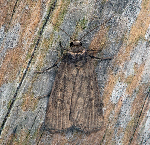 Strandvialsfly / Strandært-Ugle, Athetis lepigone sydöstra Skåne, Sverige d. 10 august 2020 . Fotograf; Håkan Johansson