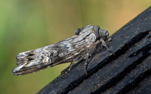 Grått Mantelfly / Blåbær-Kvistugle, Xylena solidaginis. Södra Halland, Sverige d. 5 september 2020. Fotograf; Håkan Johansson