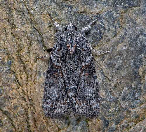 Askgrtt lavfly / Mrk Lavugle, Bryophila raptricula. stra land, Sverige d. 14 juli 2020. Fotograf; Hkan Johansson