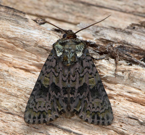 Ligusterfly / Ligusterugle, Craniophora ligustri. Hallandss, Sverige d. 27 juni 2020. Fotograf; Hkan Johansson