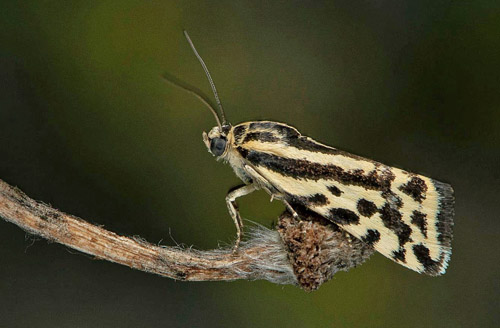 kervindefly / Tigersnerleugle, Acontia trabealis. land, Sverige d. 24 juli 2020. Fotograf; Hkan Johansson