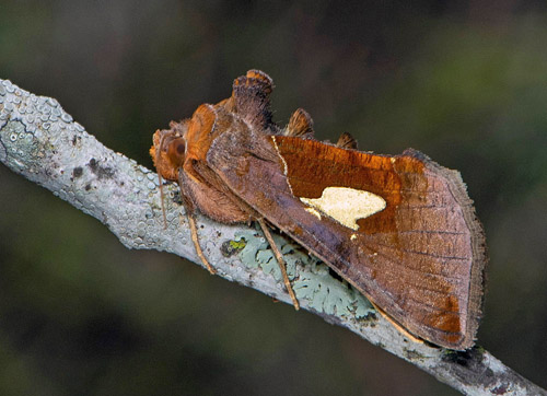 Platinaflckat metallfly / Perlemorplet, Autographa bractea Norra Uppland, Sverige d. 20 juli 2020. Fotograf; Hkan Johansson