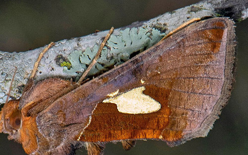 Platinaflckat metallfly / Perlemorplet, Autographa bractea Norra Uppland, Sverige d. 20 juli 2020. Fotograf; Hkan Johansson