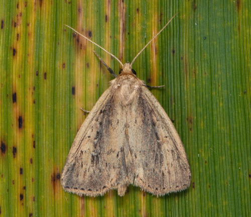 Spensligt rörfly / Hvidnakket Sivugle, Archanara neurica. Skåne, Sverige august 2020. Fotograf; Håkan Johansson