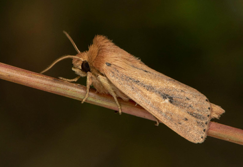 Igelknoppsfly / Smprikket Stngelborer, Globia sparganii. sydstra Skne, Sverige d. 15 august 2020 . Fotograf; Hkan Johansson